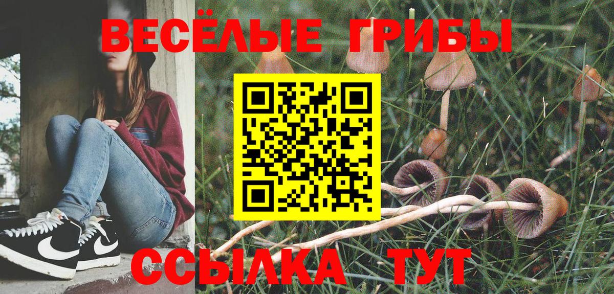 Клинцы  Галлюциногенные грибы Cubensis  Вход с VPN 